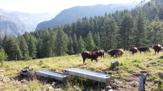 L'abreuvoir et les génisses