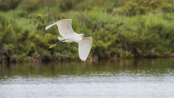 L'Aigrette Garzette