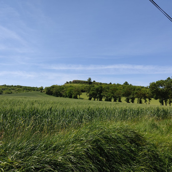 L'allée d'arbres pour monter au Fort