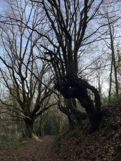Dans les bois de Heer