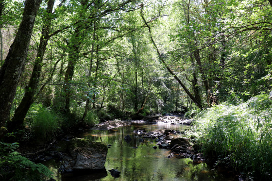 L'Anglin près du Moulin de Seillant