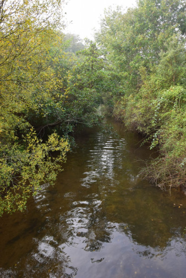 L'anguillère