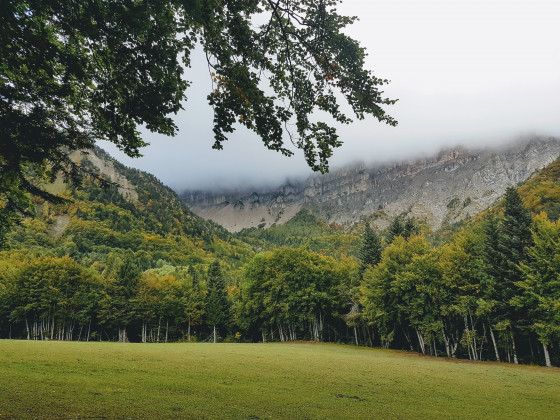 L\'approche de la forêt