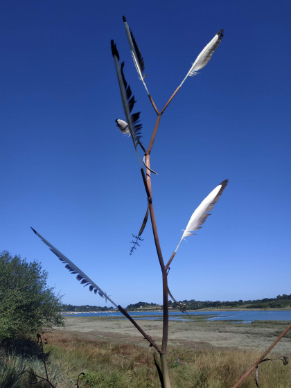 L'arbre &agrave; plumes