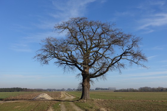 L'arbre au milieu du champ.