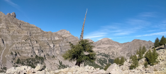 L'arbre caractéristique vers lequel se diriger