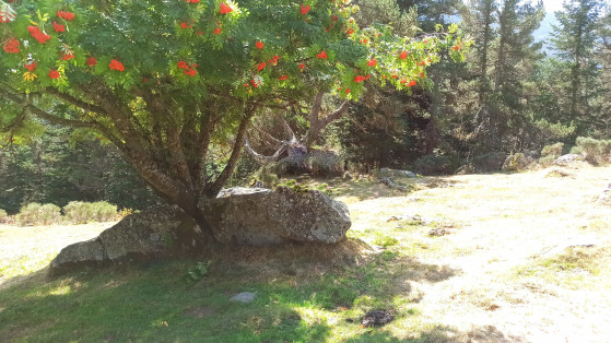L\'Arbre et la Pierre