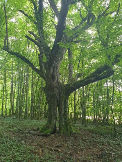 l\'arbre étonnant