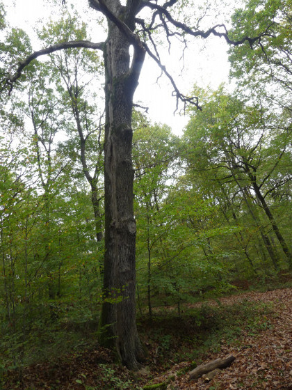 L\'Arbre Foudroyé