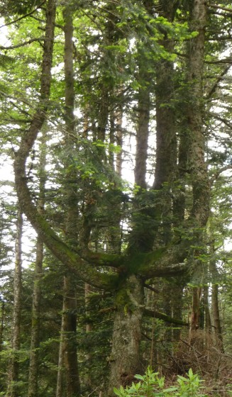 L\'arbre lyre