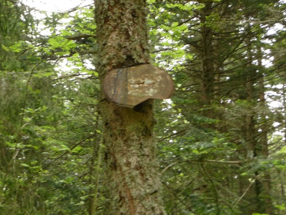 L\'arbre mange disque