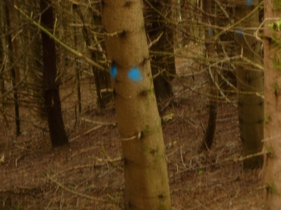 L\'arbre mutin