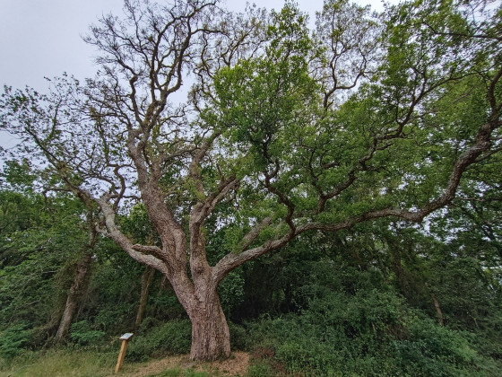 L'arbre N°2