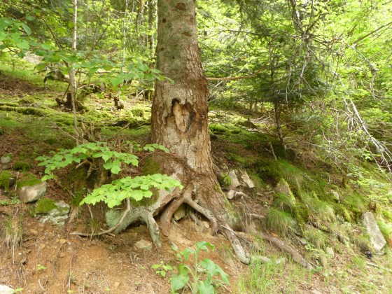 L\'arbre sentinelle