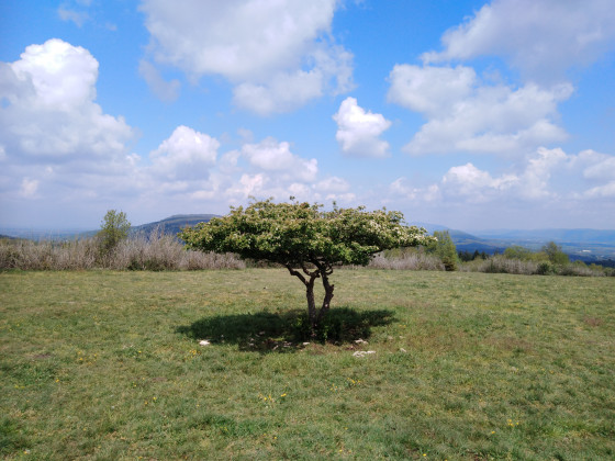 L\'arbre solitaire