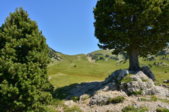 L\'arbre taillé