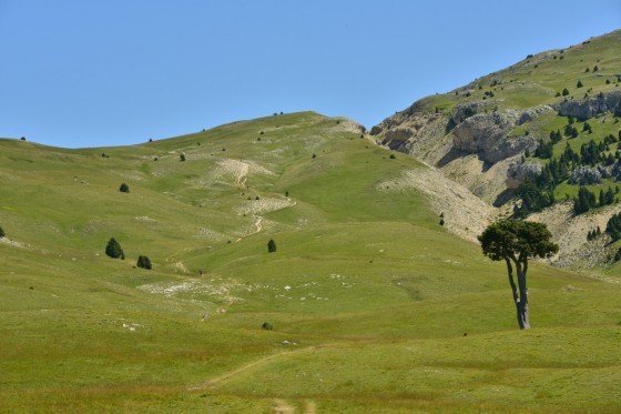 L\'arbre taillé