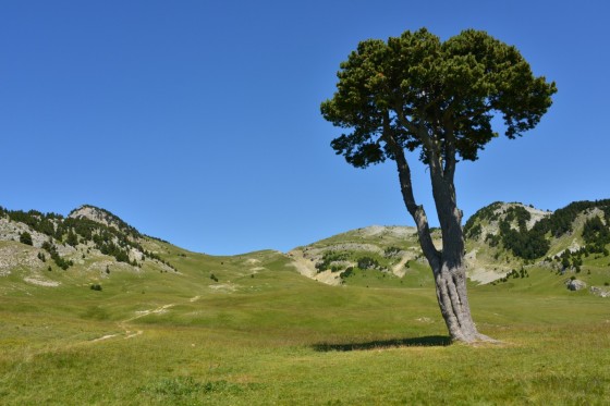 L\'arbre taillé