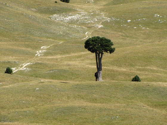 l'Arbre Taill&eacute;