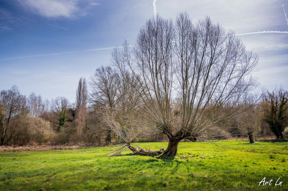 L\'arbre tordu