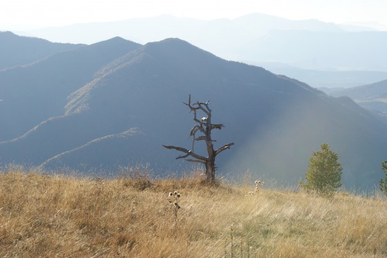 L\'arbre