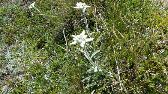 L'edelweiss