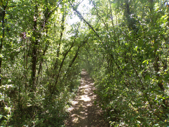 Parcours en sous-bois