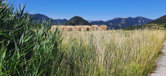 L'éleveur, jardinier des montagnes