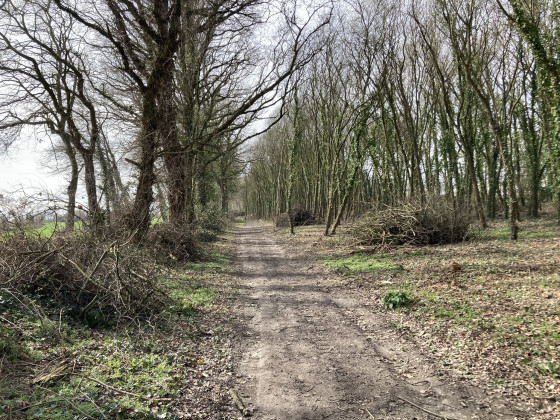 L&rsquo;entr&eacute;e du  bois