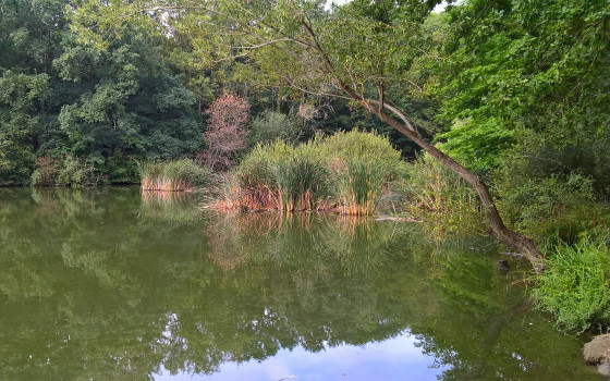 L\'étang de Béchevet