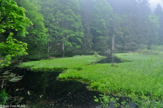 L\'étang du devin