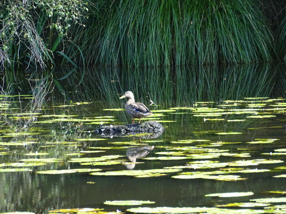 L'étang du Verger, site privilégié pour les oiseaux