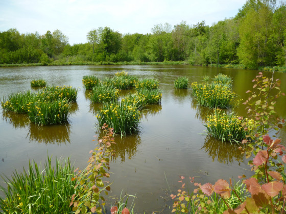 L'étang en 10 et des iris d'eau