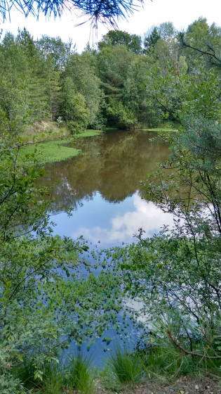 L'étang