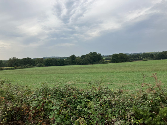 L’herbe commence à repousser