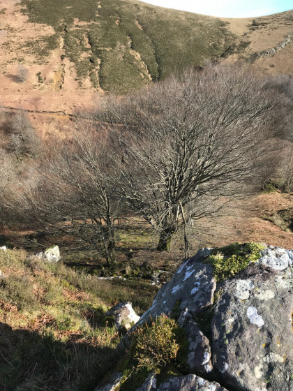 L\'hiver a décoiffé les arbres