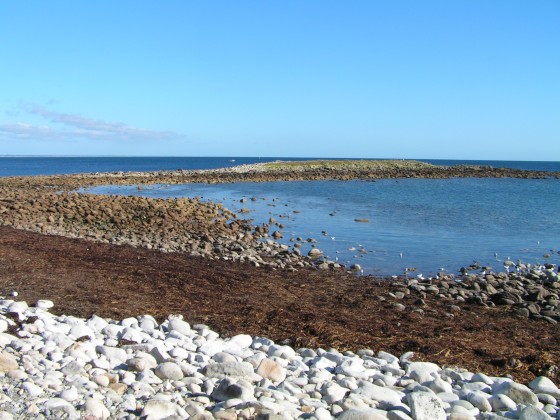 L'île aux vaches