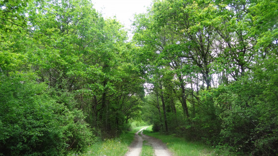 L\'itinéraire traverse une forêt de feuillus