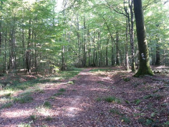 L'ombre rassurante en été sous les arbres feuillus