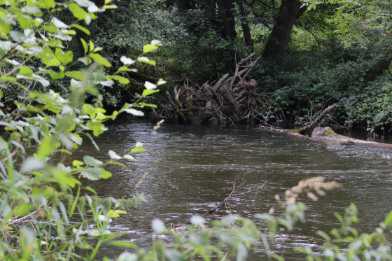 L'Yonne