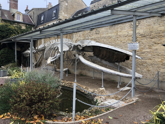 La baleine de Luc-sur-Mer