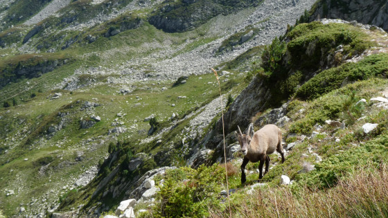 La belle rencontre