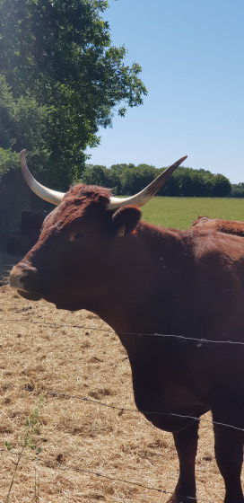 Bovins de race Salers
