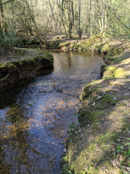 La Caleuvre en Forêt de Rennes