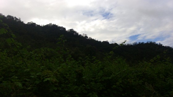 La Chaîne du Bois de Nèfles