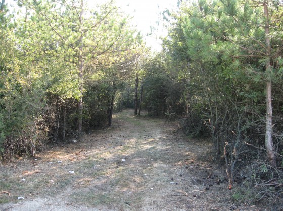 La Chapelle. Pont du Veuilly sur A71. Petit bois.