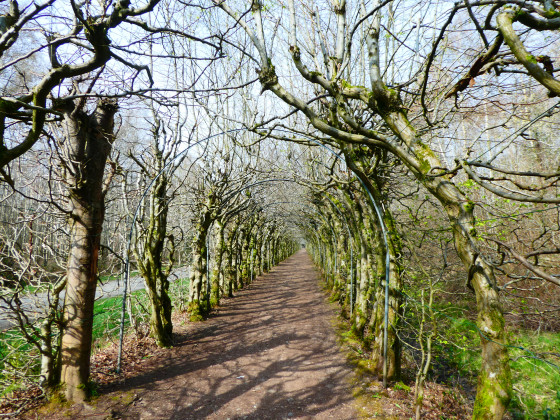 La Charmille du Haut-Marais