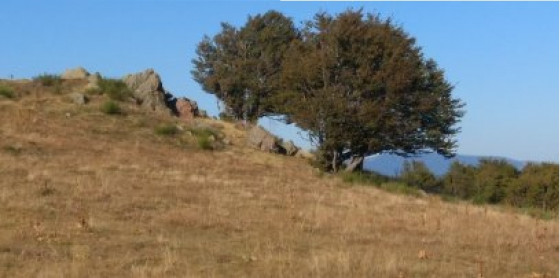 La chaume du Wissgrutt