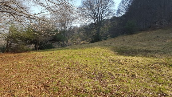 La clairière d\'Aülhet