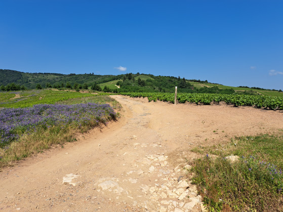 La combe de Rochefolle après le  Crêt du Ris